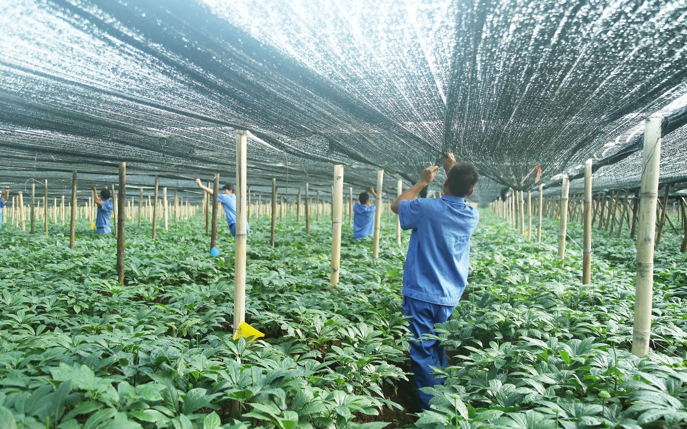 三七遮陽(yáng)網(wǎng)及搭建技術(shù)