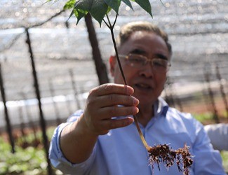 三七是做的最大、研究最好最深的中藥大品種