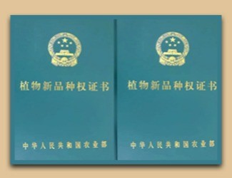 國家給三七頒發(fā)了這個證書，歷史首次！