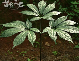 三七與土三七的區(qū)別，土三七含有毒性