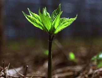 歷史上導(dǎo)致三七價(jià)格暴跌的罪魁禍?zhǔn)椎降资钦l(shuí)？（一）